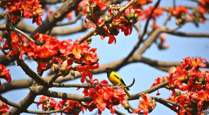 ফুল ফুটুক না ফুটুক, আজ বসন্ত!